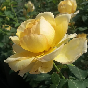 Rosier aux fleurs jaunes et parfum discret convenant en fleurs coupées.